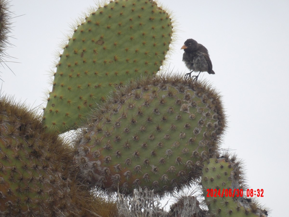 Common Cactus-Finch - ML637756429