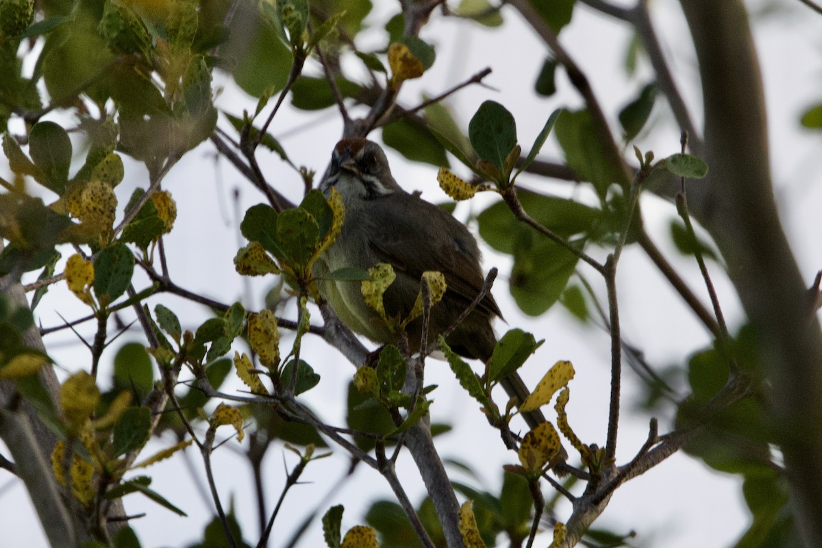 Zapata Sparrow - ML637756436