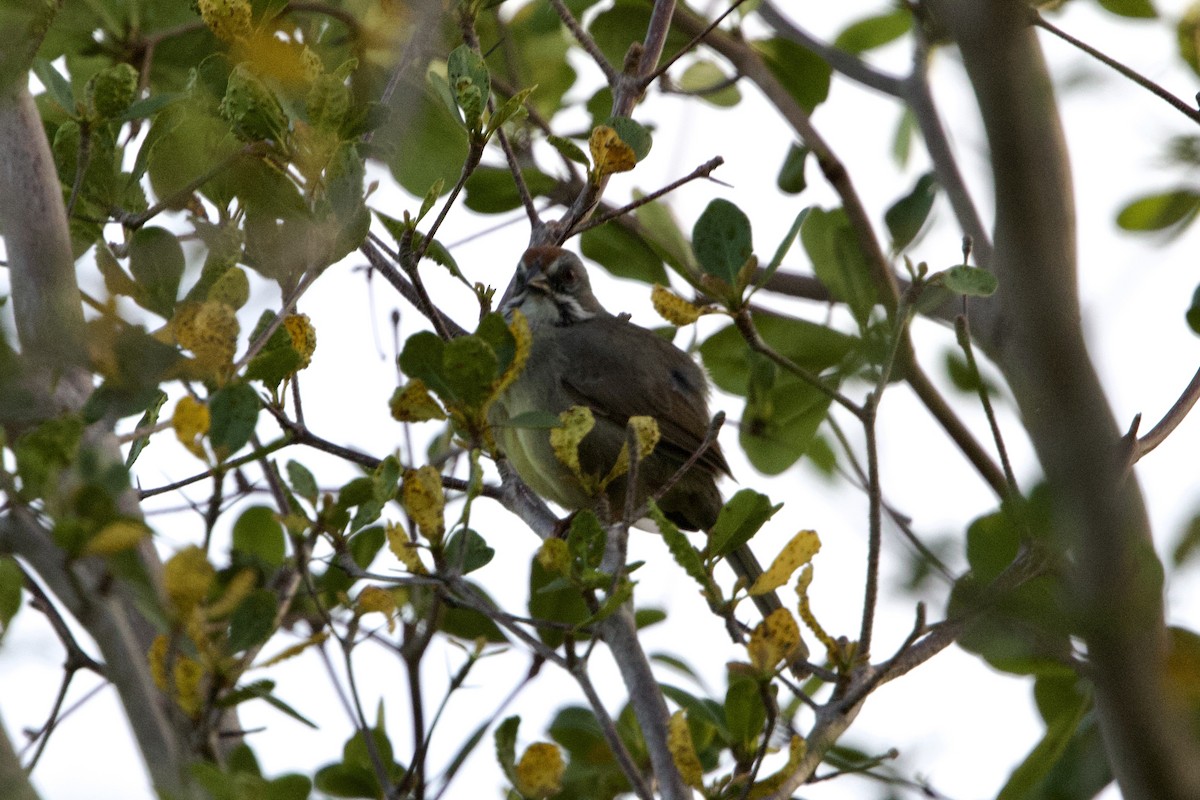 Zapata Sparrow - ML637756437