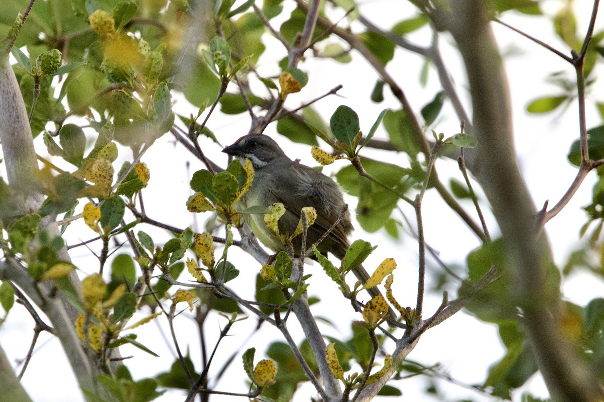 Zapata Sparrow - ML637756438
