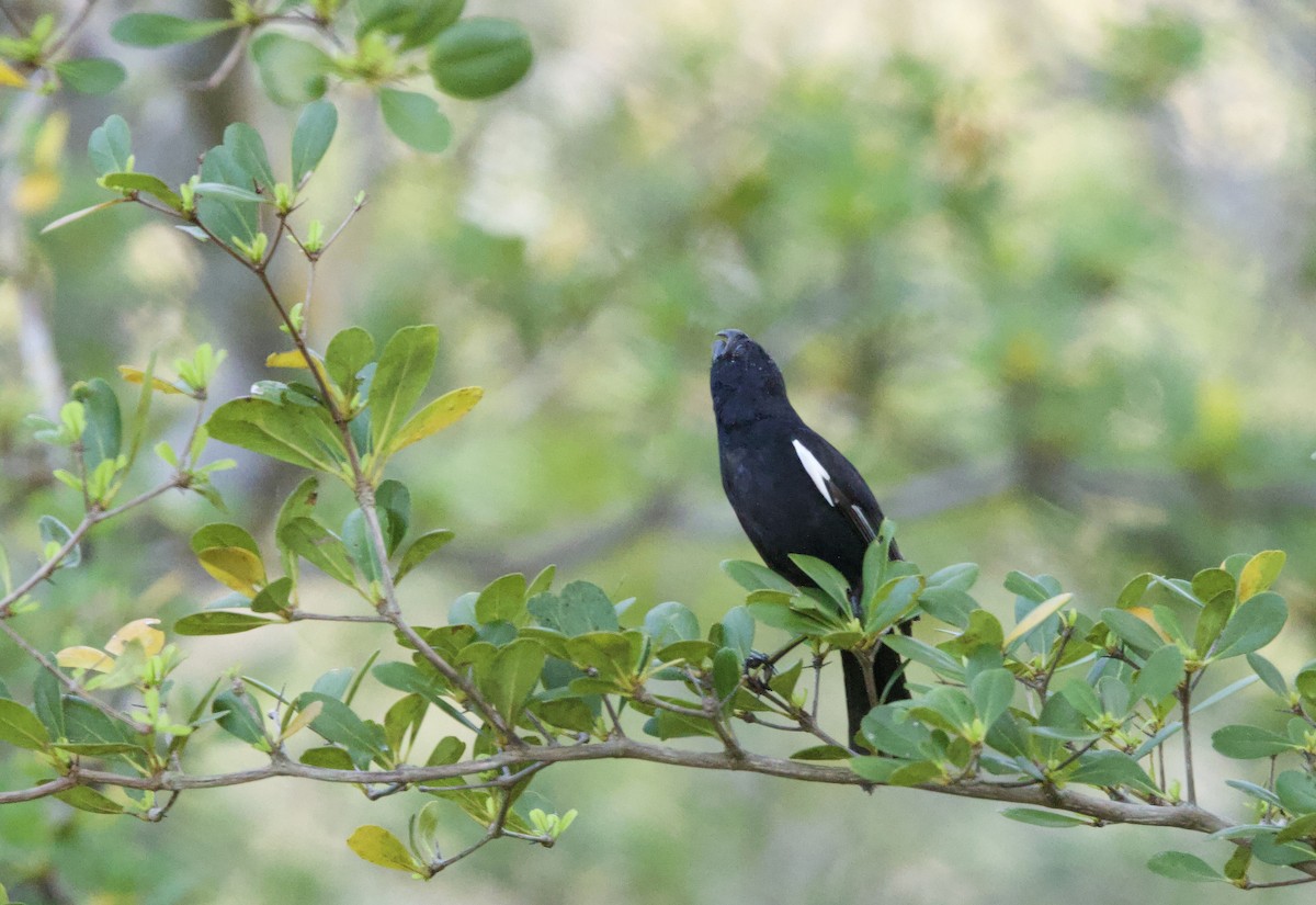 Cuban Bullfinch - ML637756444