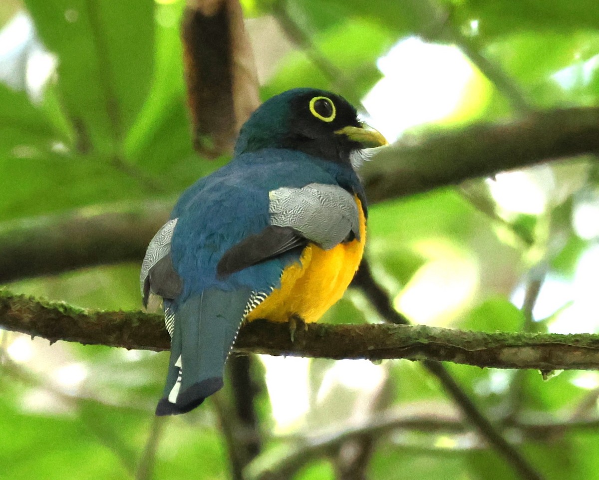 Amazonian Black-throated Trogon - ML637756519