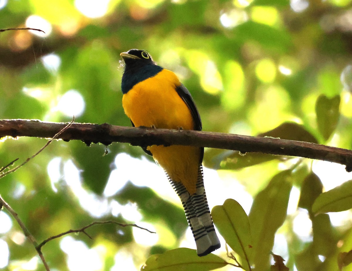 Amazonian Black-throated Trogon - ML637756526