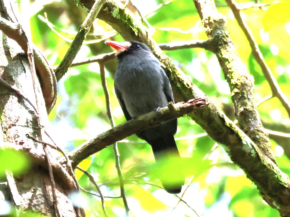 White-fronted Nunbird - ML637756536