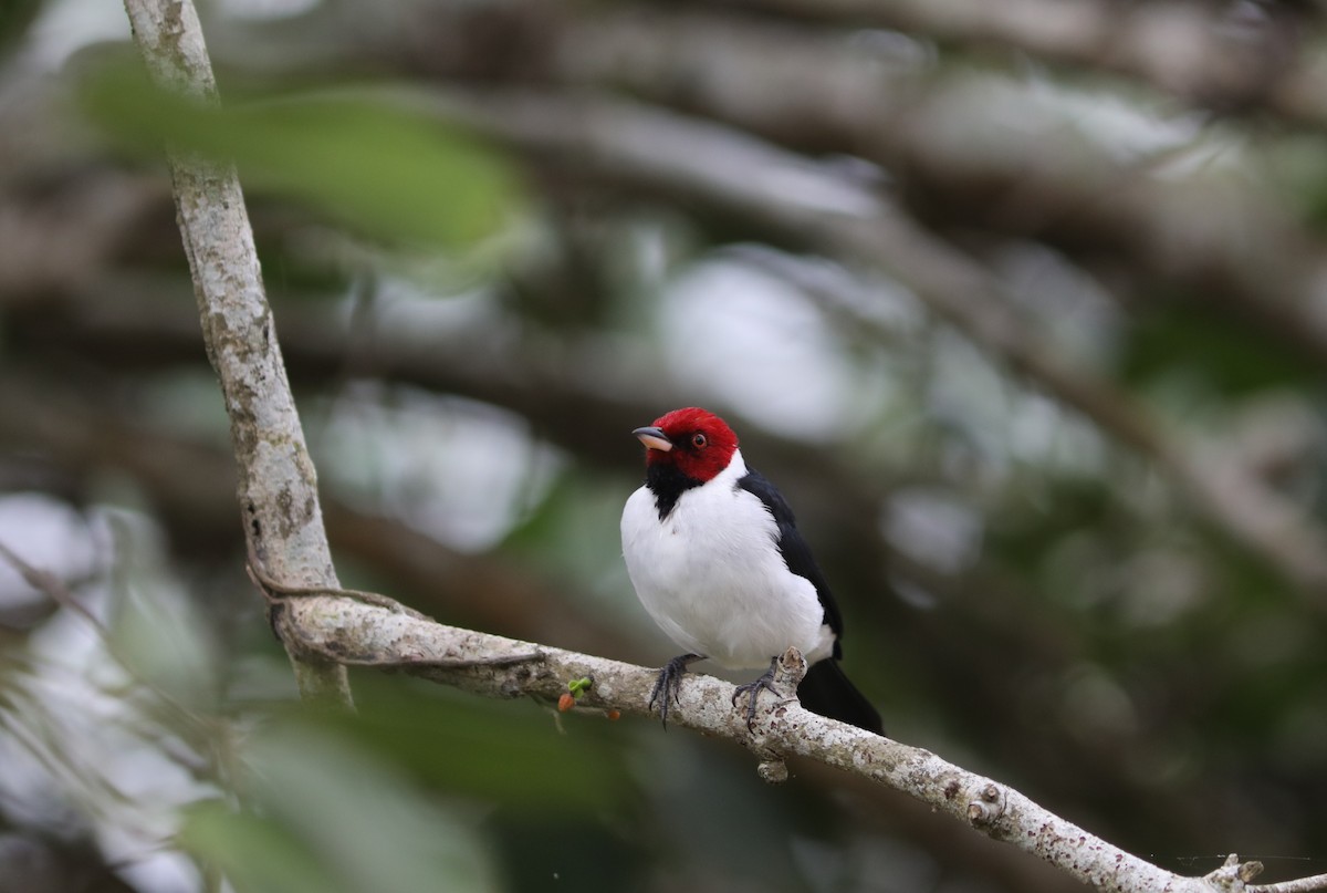 Red-capped Cardinal - ML637756552