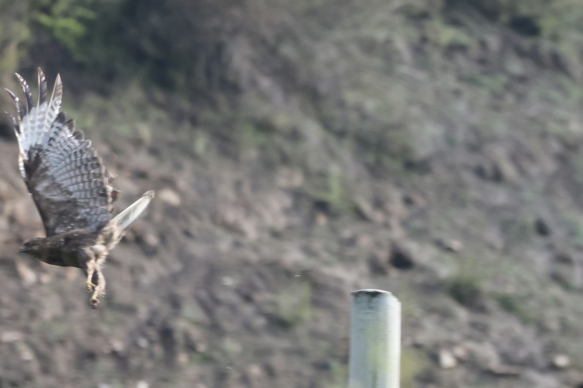 Himalayan Buzzard - ML637756586