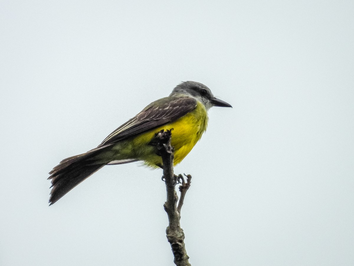 Tropical Kingbird - ML637756588