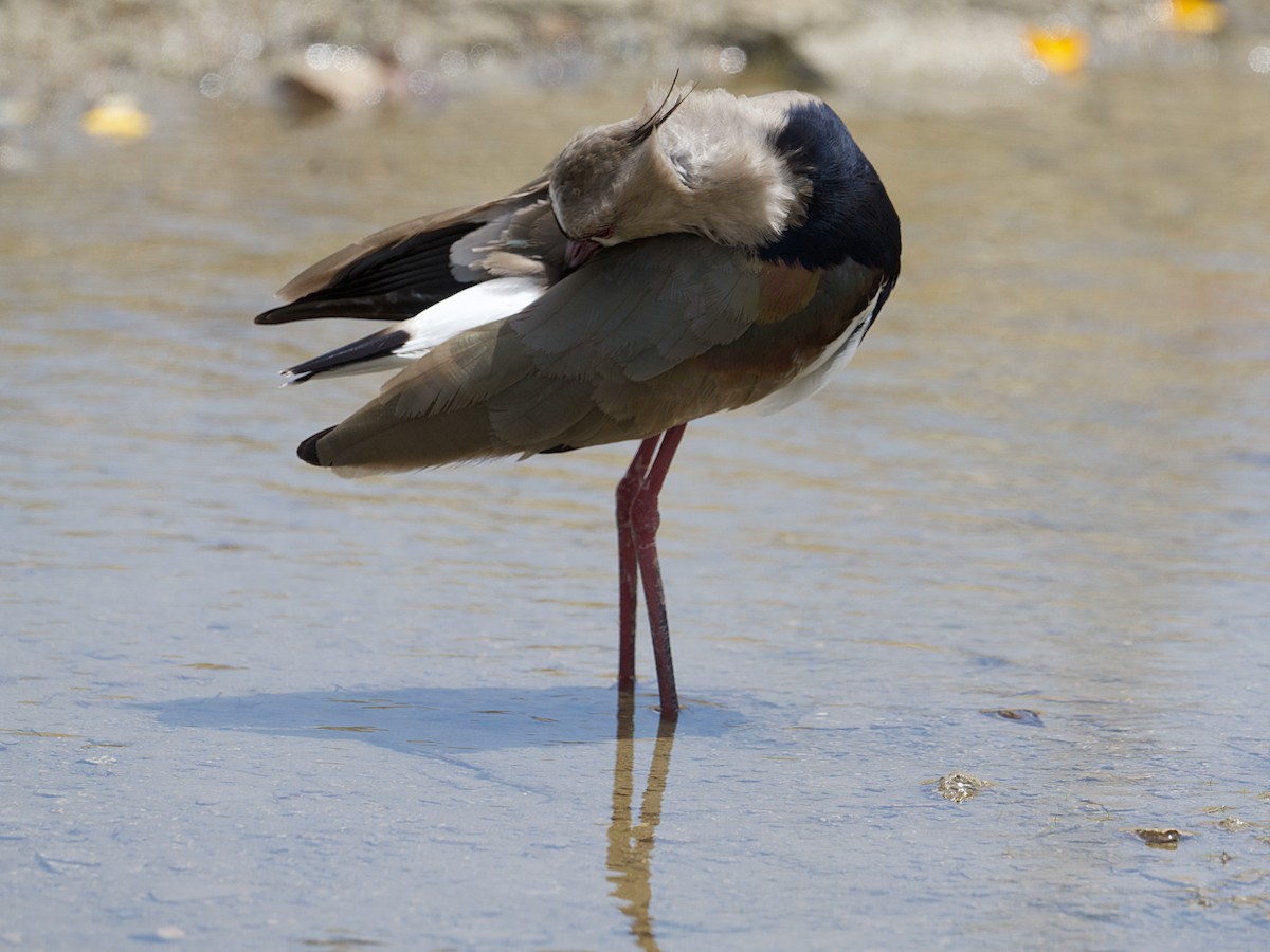 Southern Lapwing - ML637756611