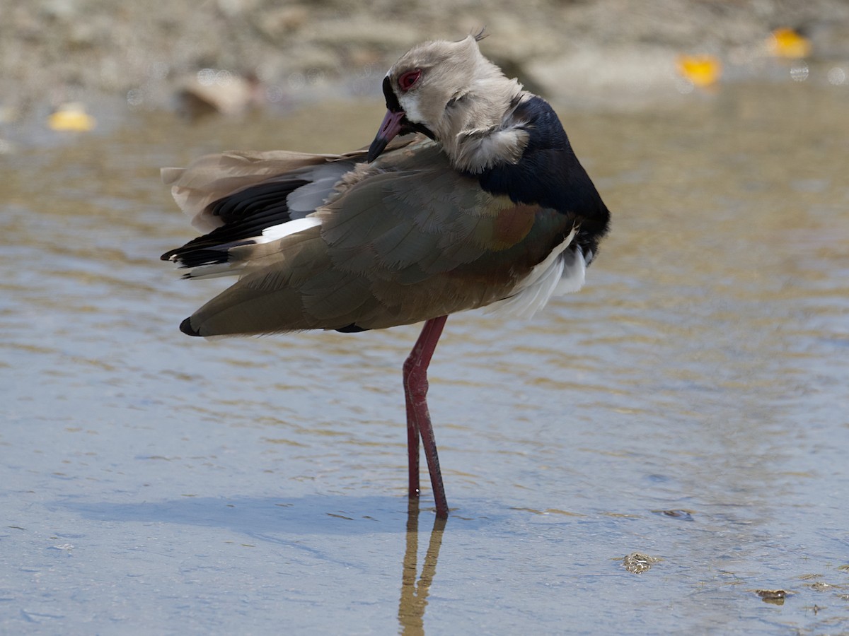 Southern Lapwing - ML637756612