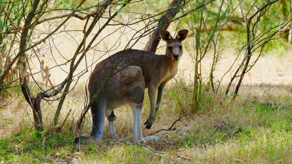Kangaroos, Possums, Wombats, and Allies - ML637756622