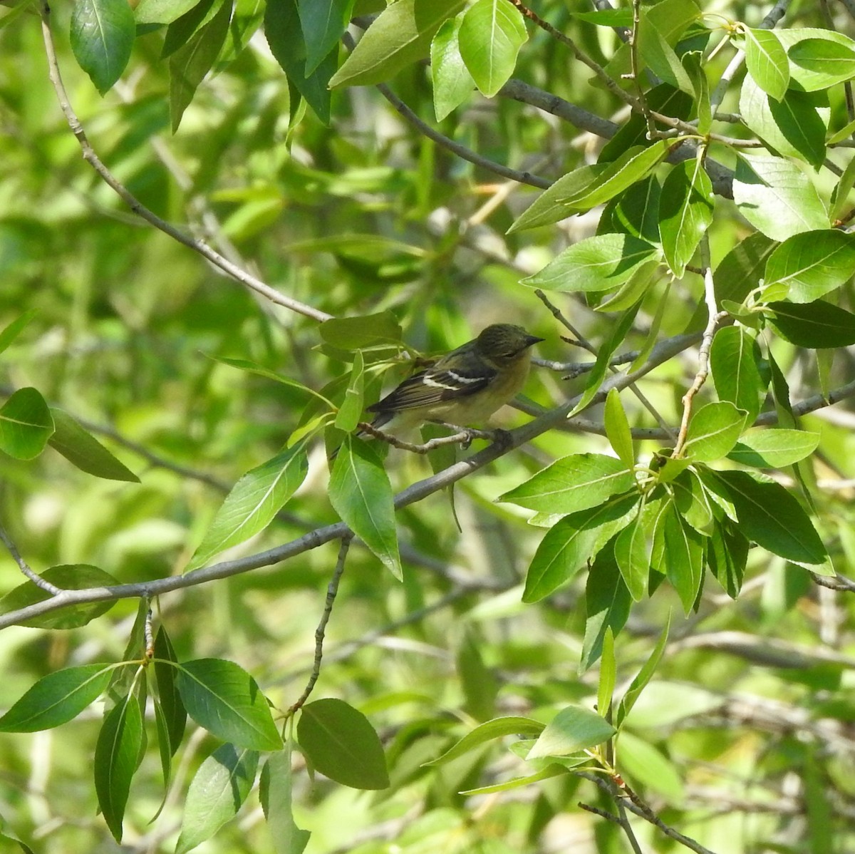 Blackpoll Warbler - ML637756628
