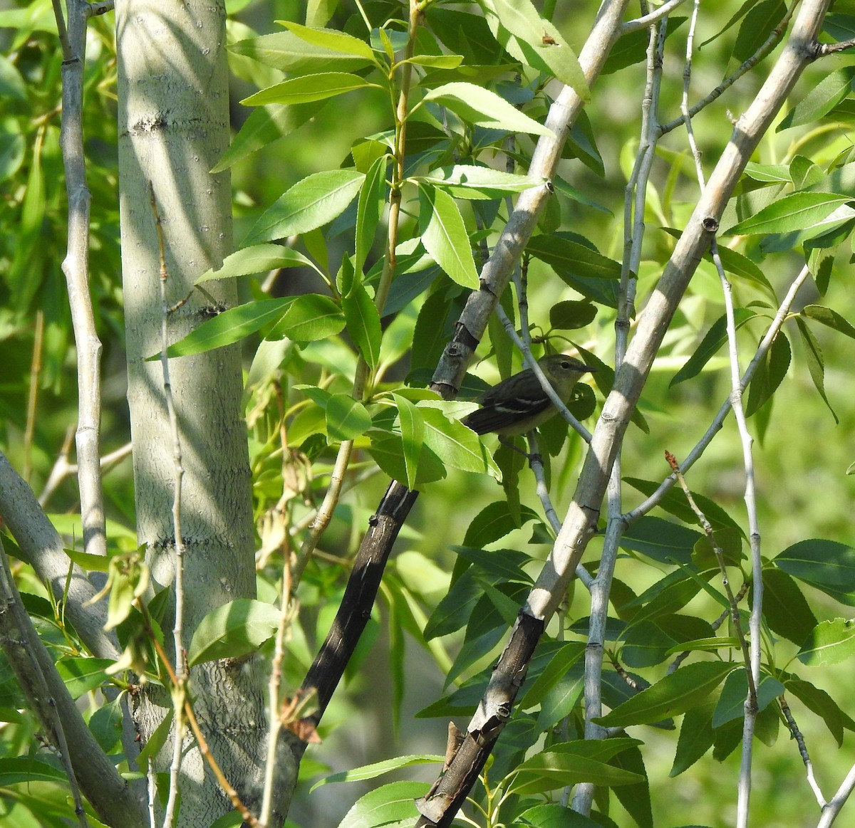 Blackpoll Warbler - ML637756629