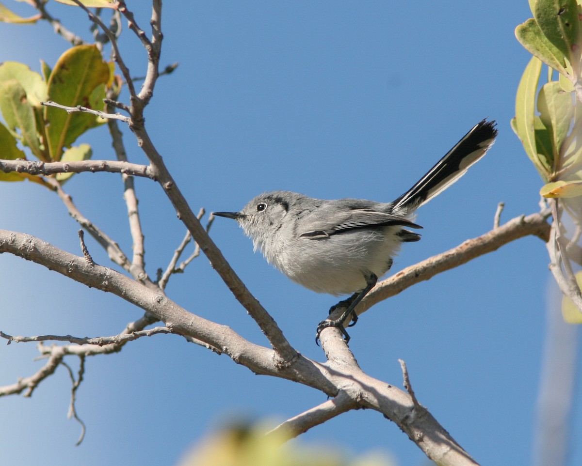 Cuban Gnatcatcher - ML637756675
