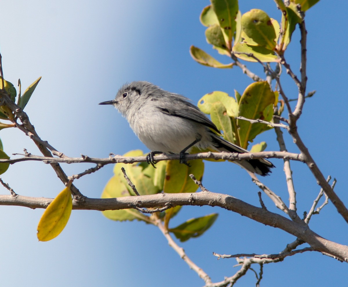 Cuban Gnatcatcher - ML637756696