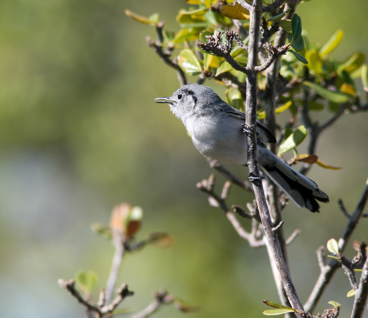 Cuban Gnatcatcher - ML637756703