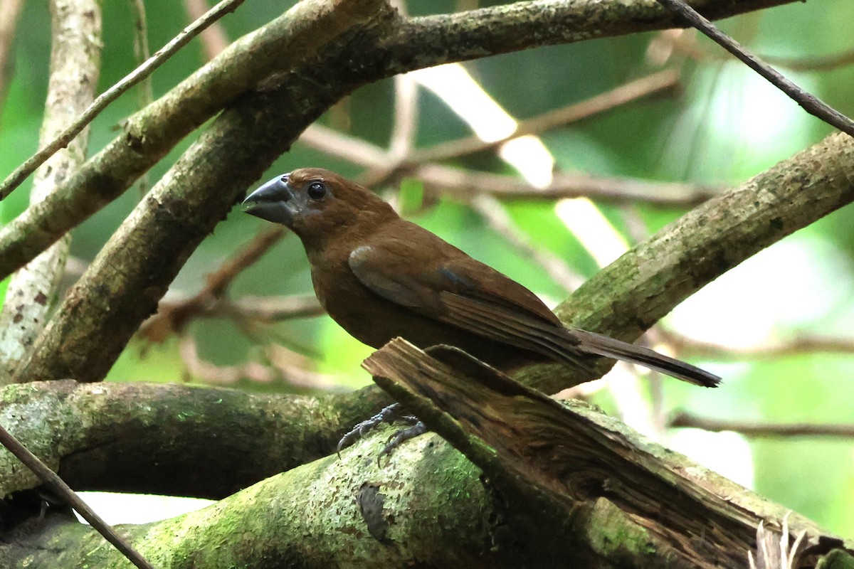 Amazonian Grosbeak - ML637756721