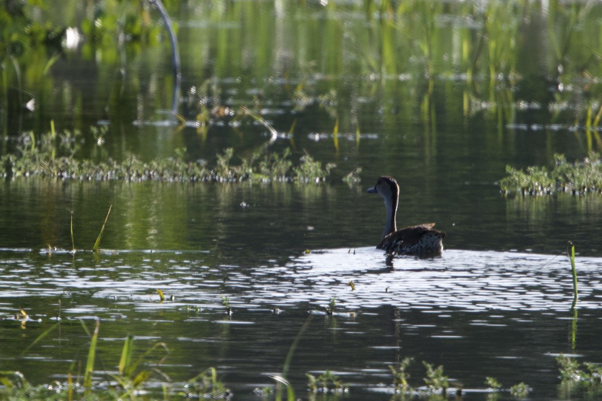 West Indian Whistling-Duck - ML637756738