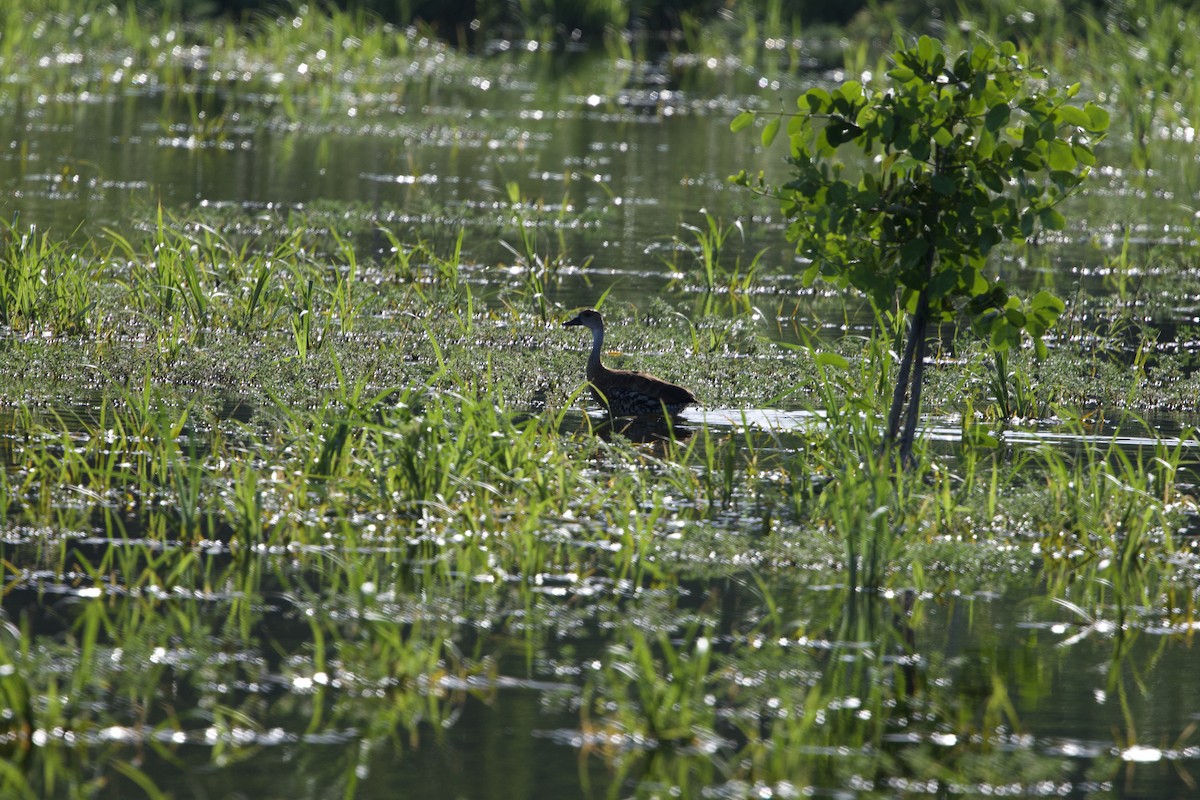 West Indian Whistling-Duck - ML637756740