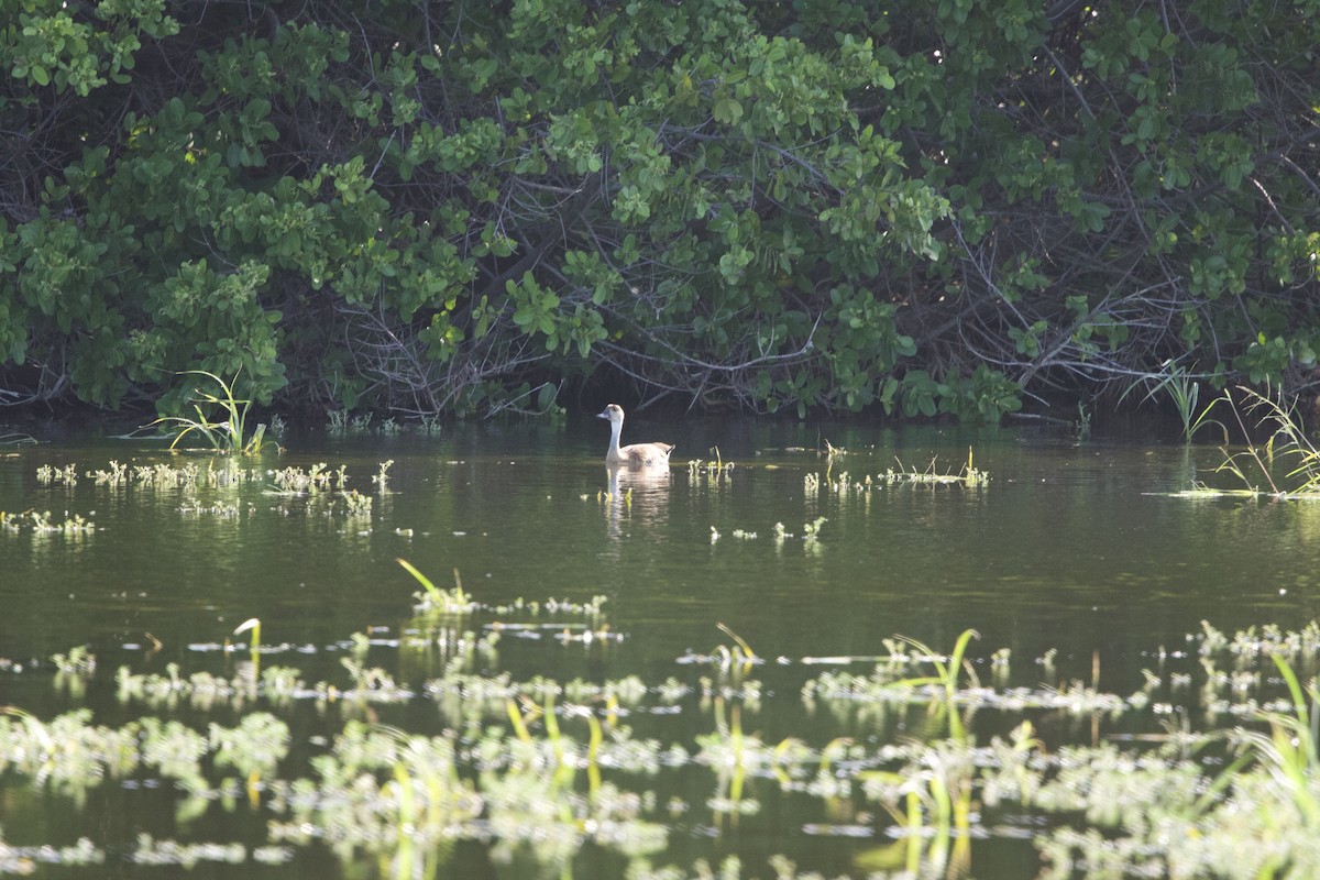 West Indian Whistling-Duck - ML637756741