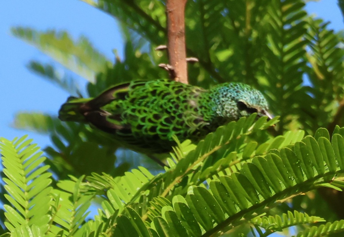 Spotted Tanager - ML637756747