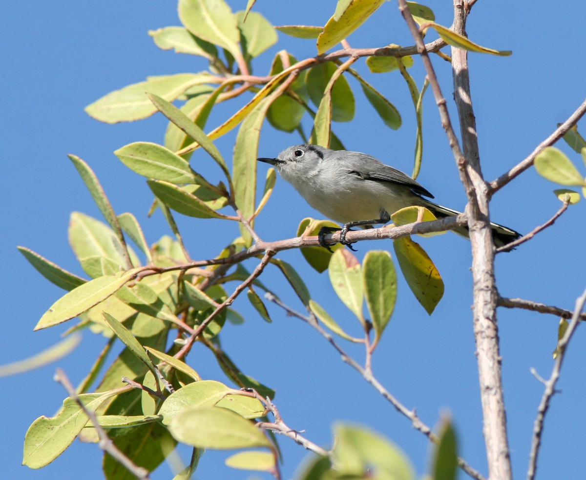Cuban Gnatcatcher - ML637756760