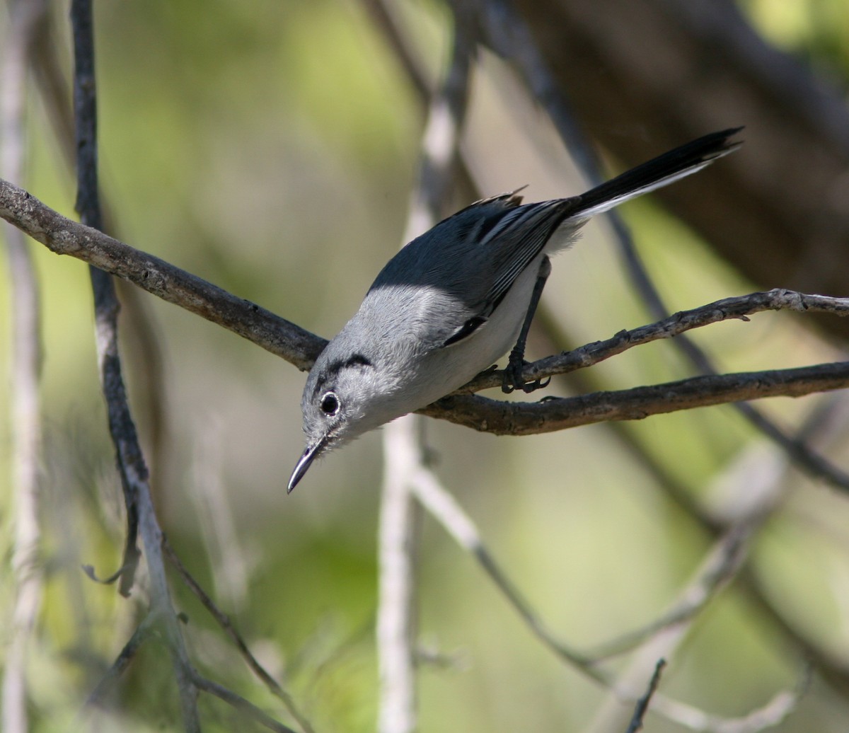 Cuban Gnatcatcher - ML637756766