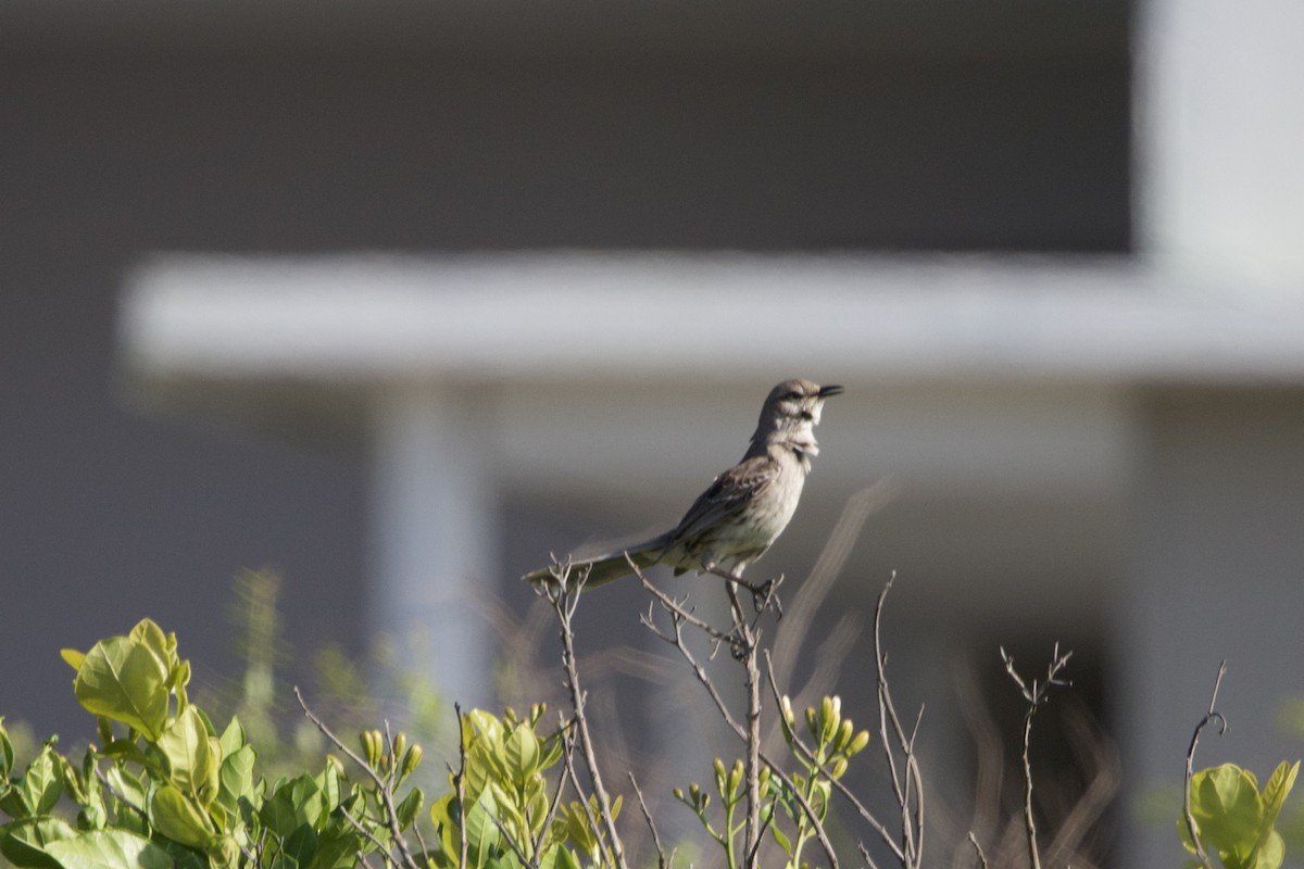 Bahama Mockingbird - ML637756794
