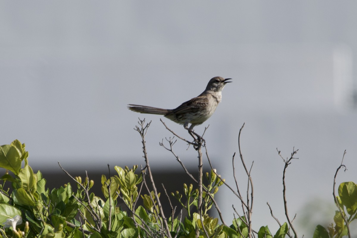 Bahama Mockingbird - ML637756795