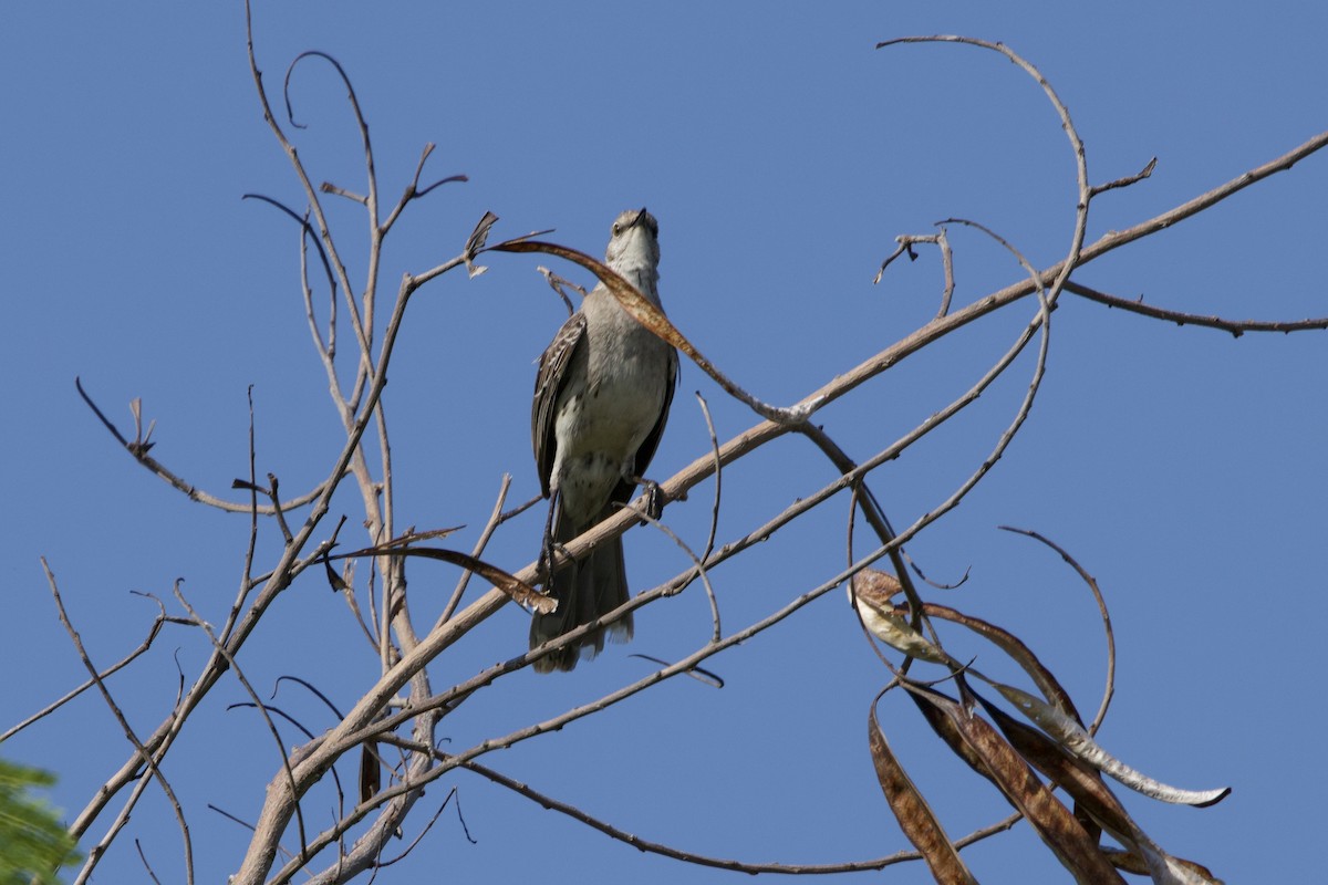 Bahama Mockingbird - ML637756796