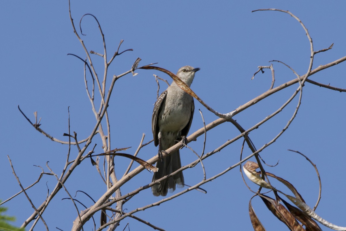 Bahama Mockingbird - ML637756797