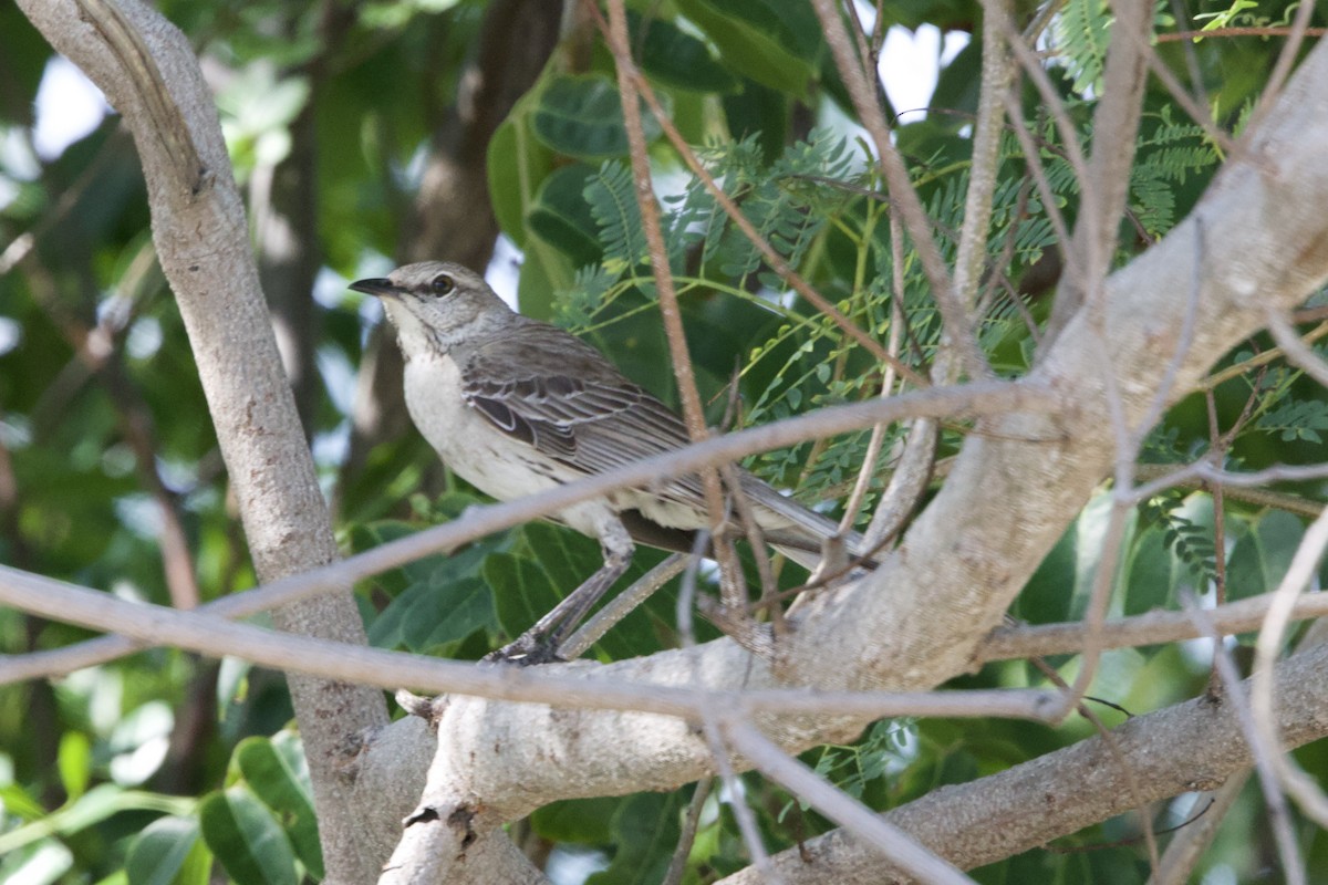 Bahama Mockingbird - ML637756799