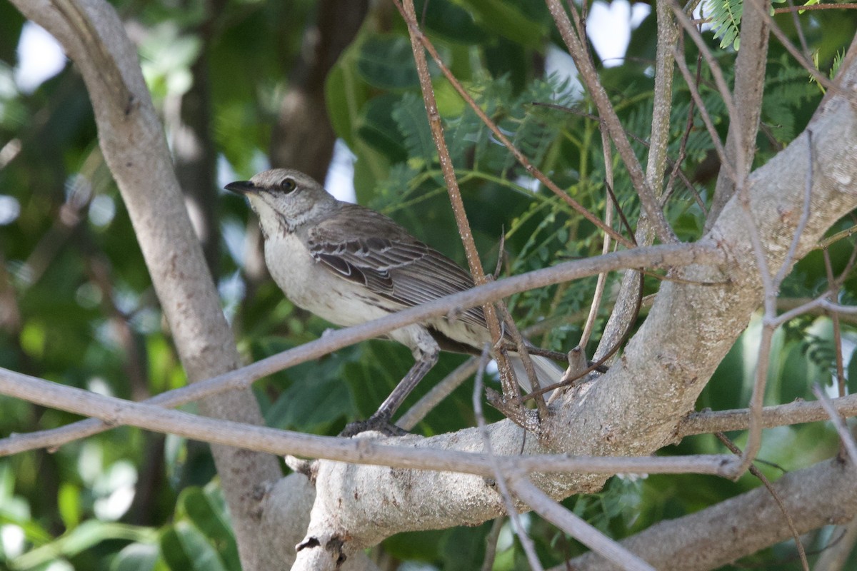 Bahama Mockingbird - ML637756801