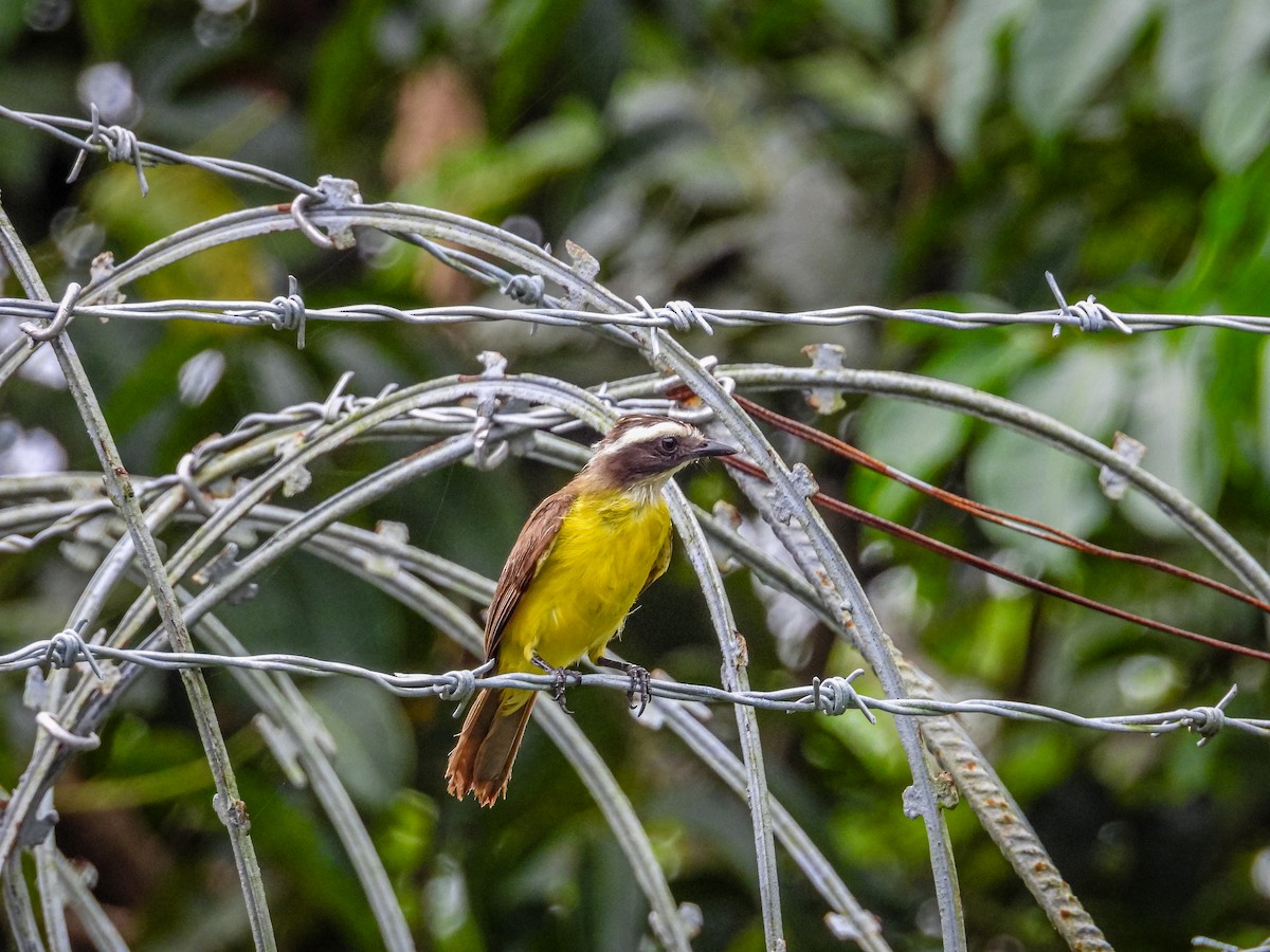 Rusty-margined Flycatcher - ML637756811