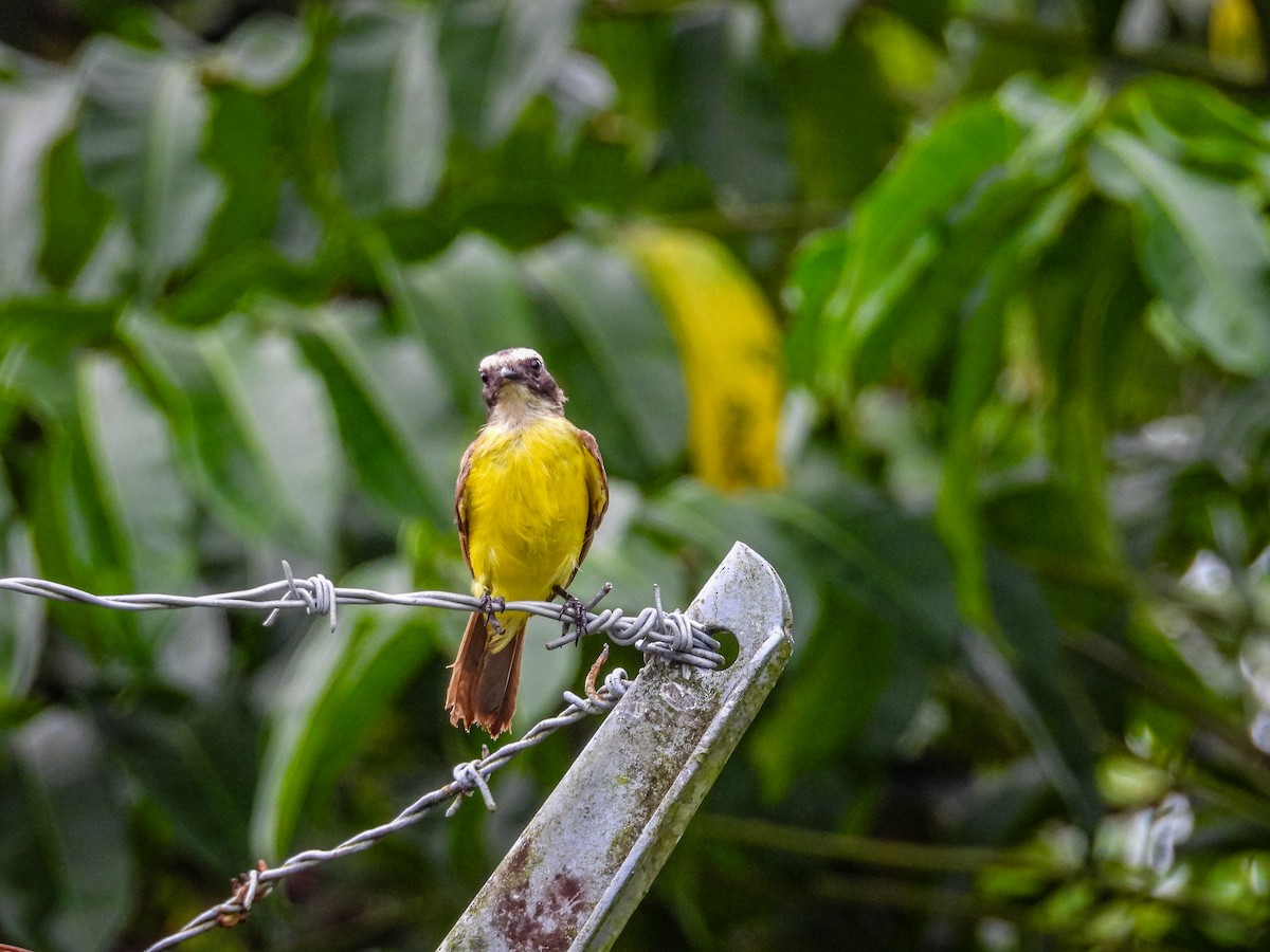 Rusty-margined Flycatcher - ML637756812