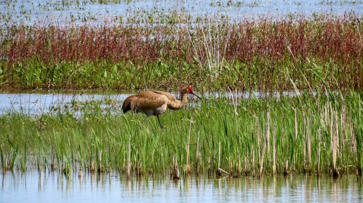 Sandhill Crane - ML637756824