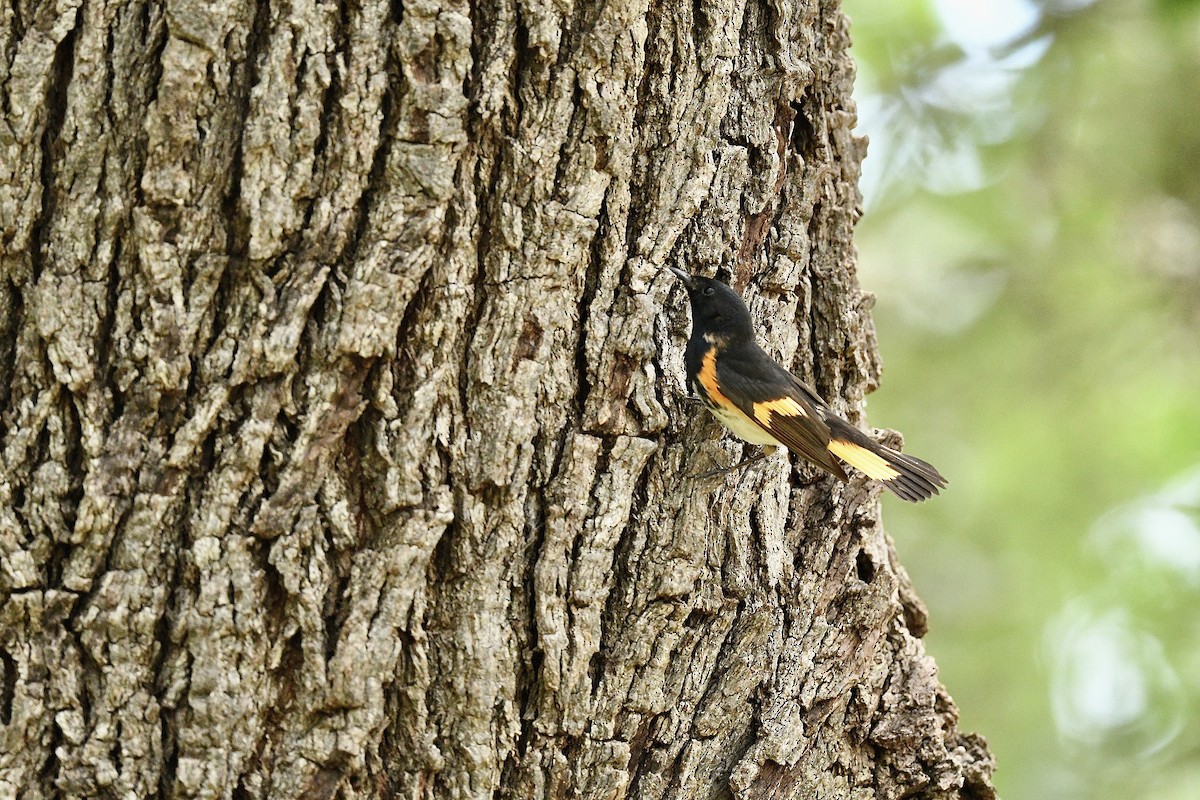 American Redstart - ML637756860