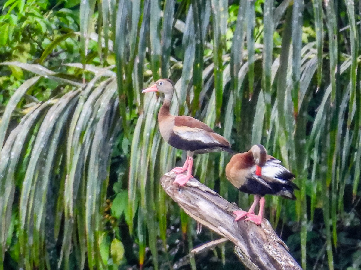 Black-bellied Whistling-Duck (autumnalis) - ML637756878