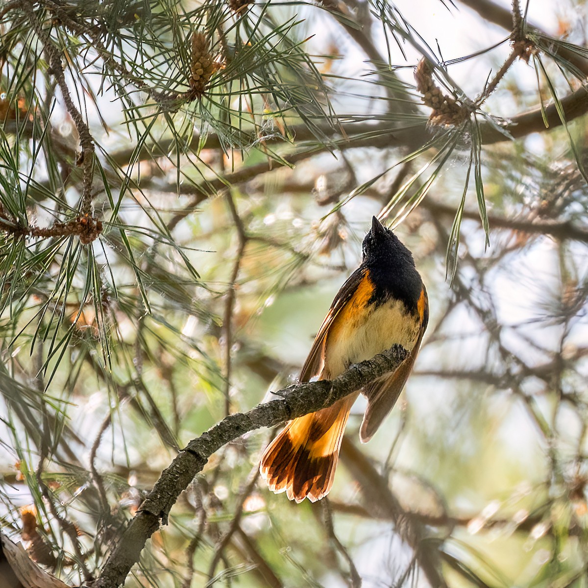 American Redstart - ML637756899