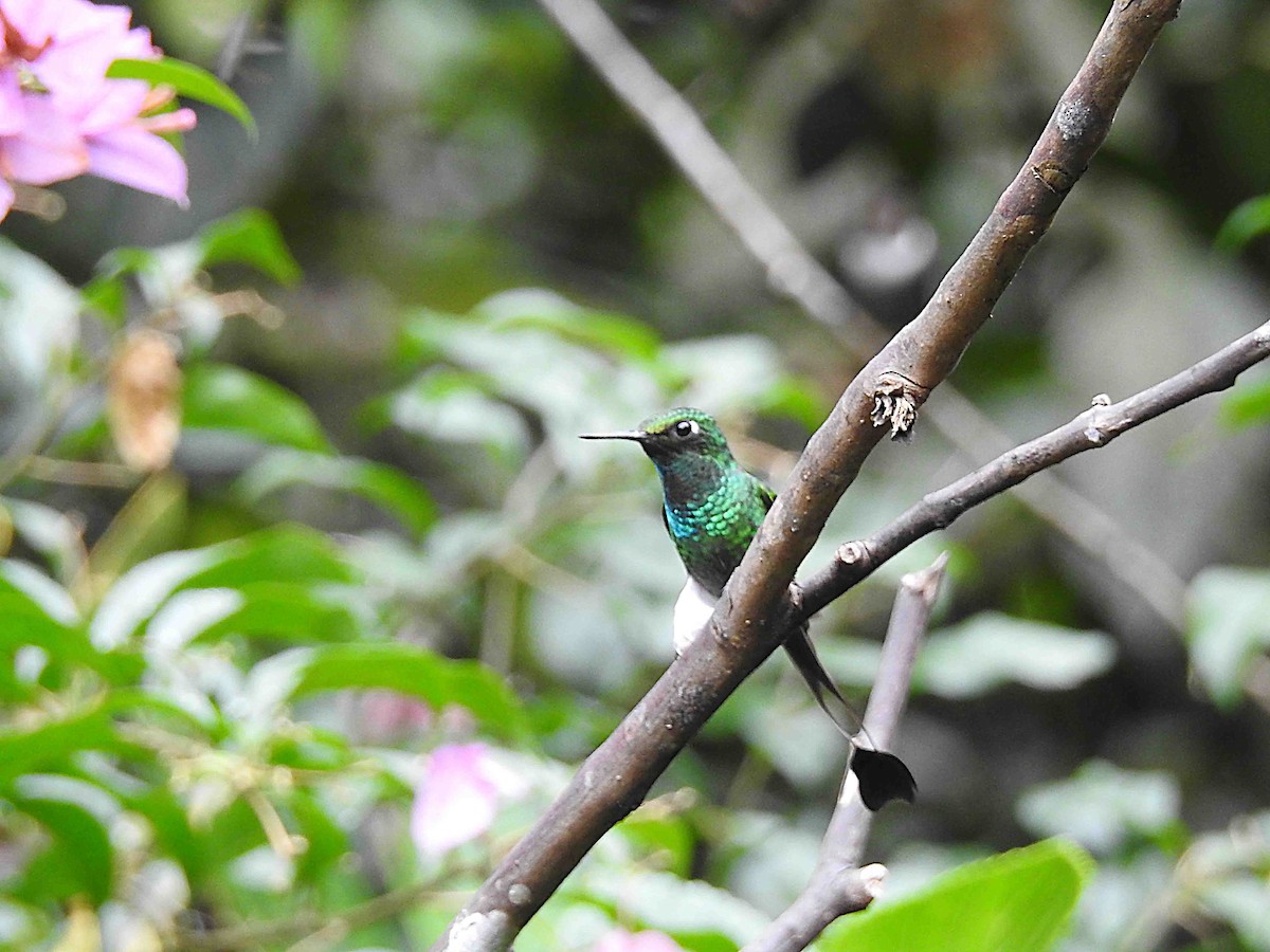 White-booted Racket-tail - ML637756961
