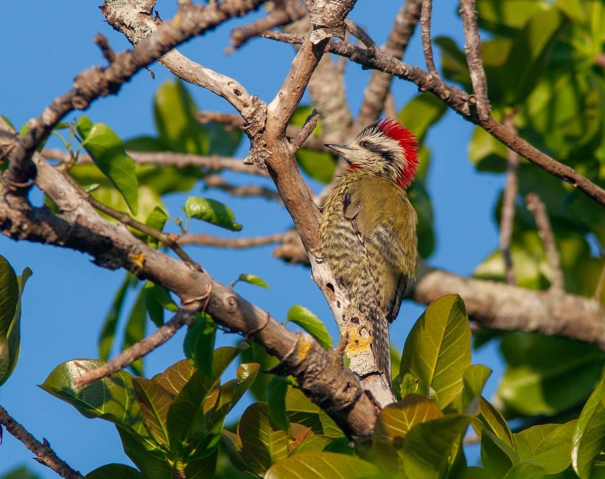 Cuban Green Woodpecker - ML637757007