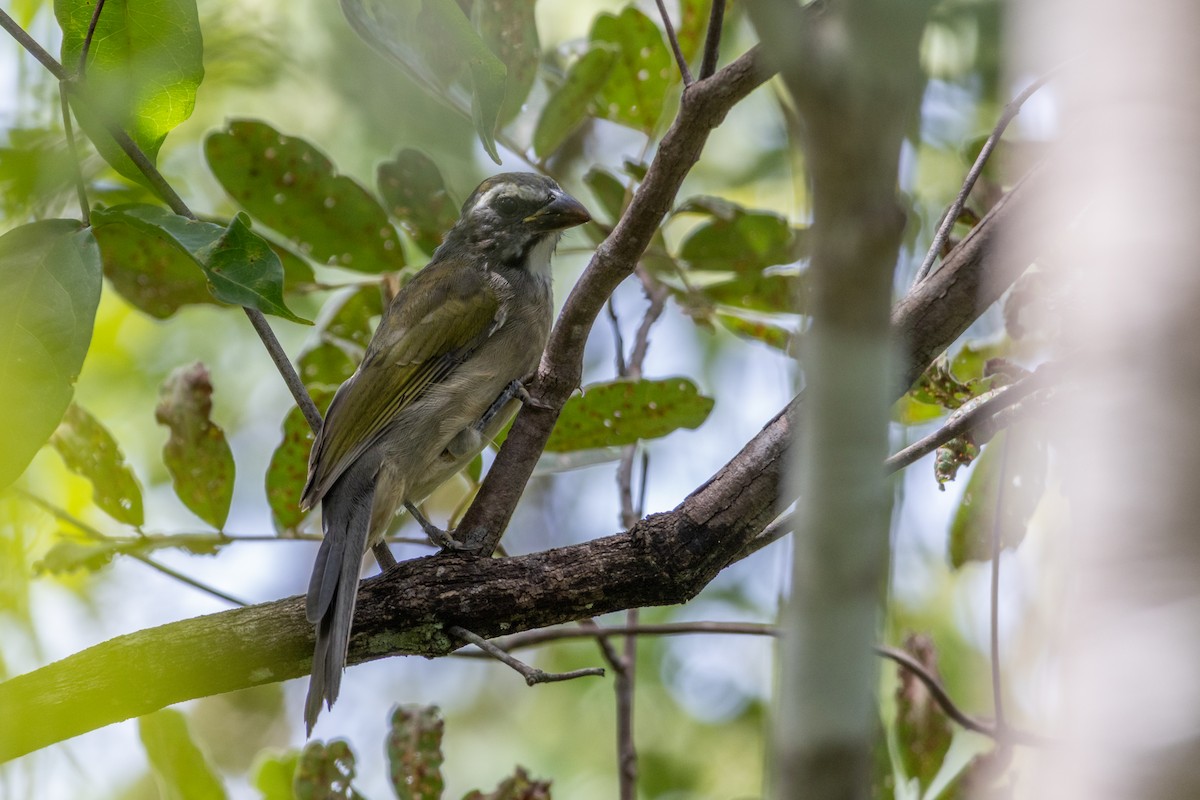 Green-winged Saltator - ML637757015