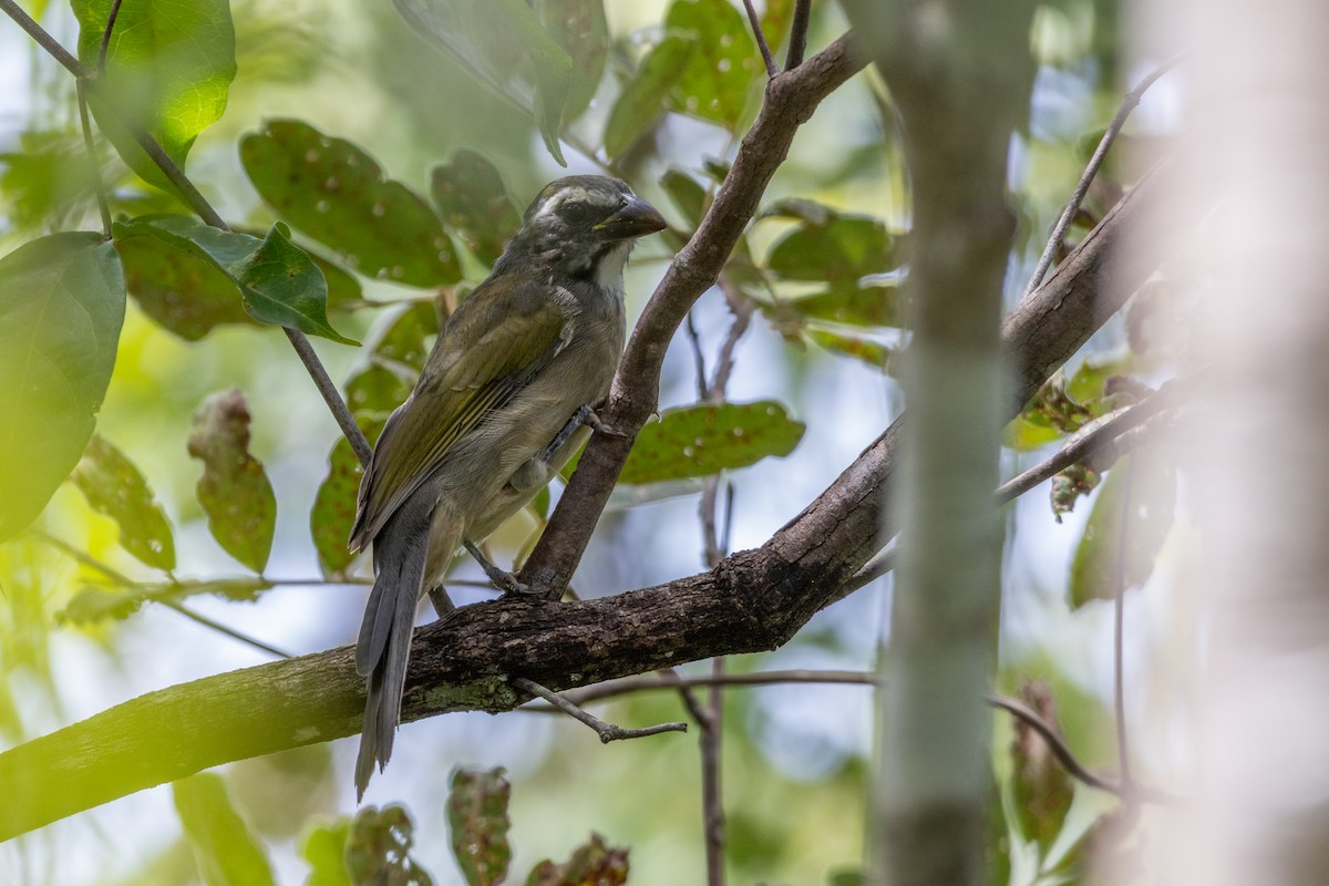 Green-winged Saltator - ML637757016