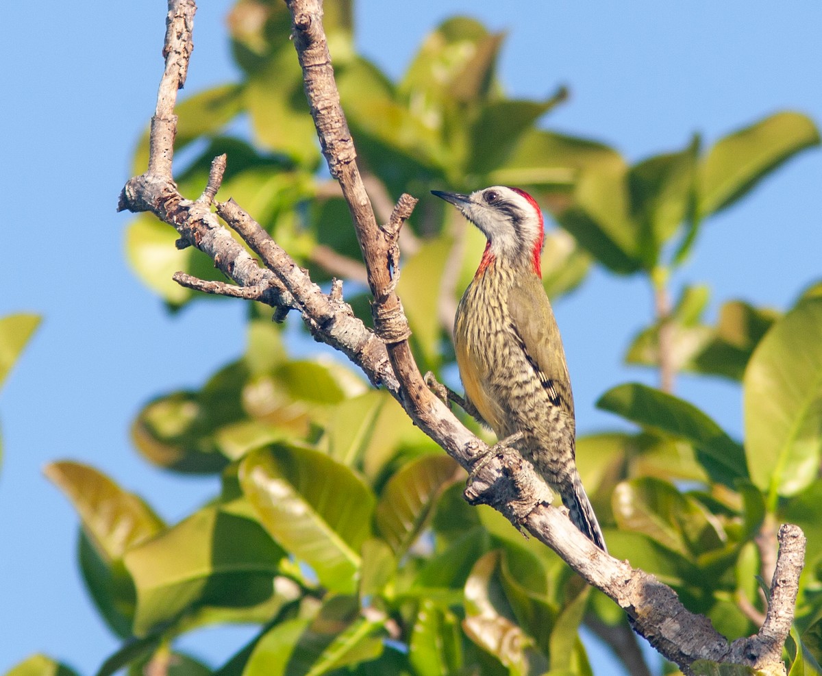 Cuban Green Woodpecker - ML637757018
