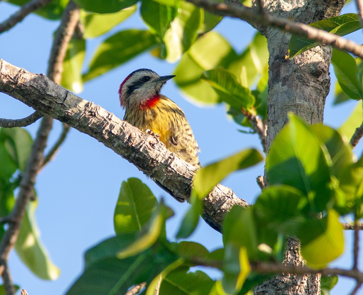 Cuban Green Woodpecker - ML637757024