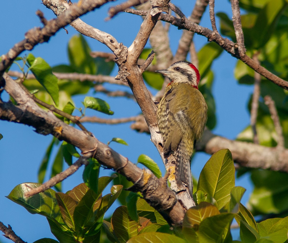 Cuban Green Woodpecker - ML637757034