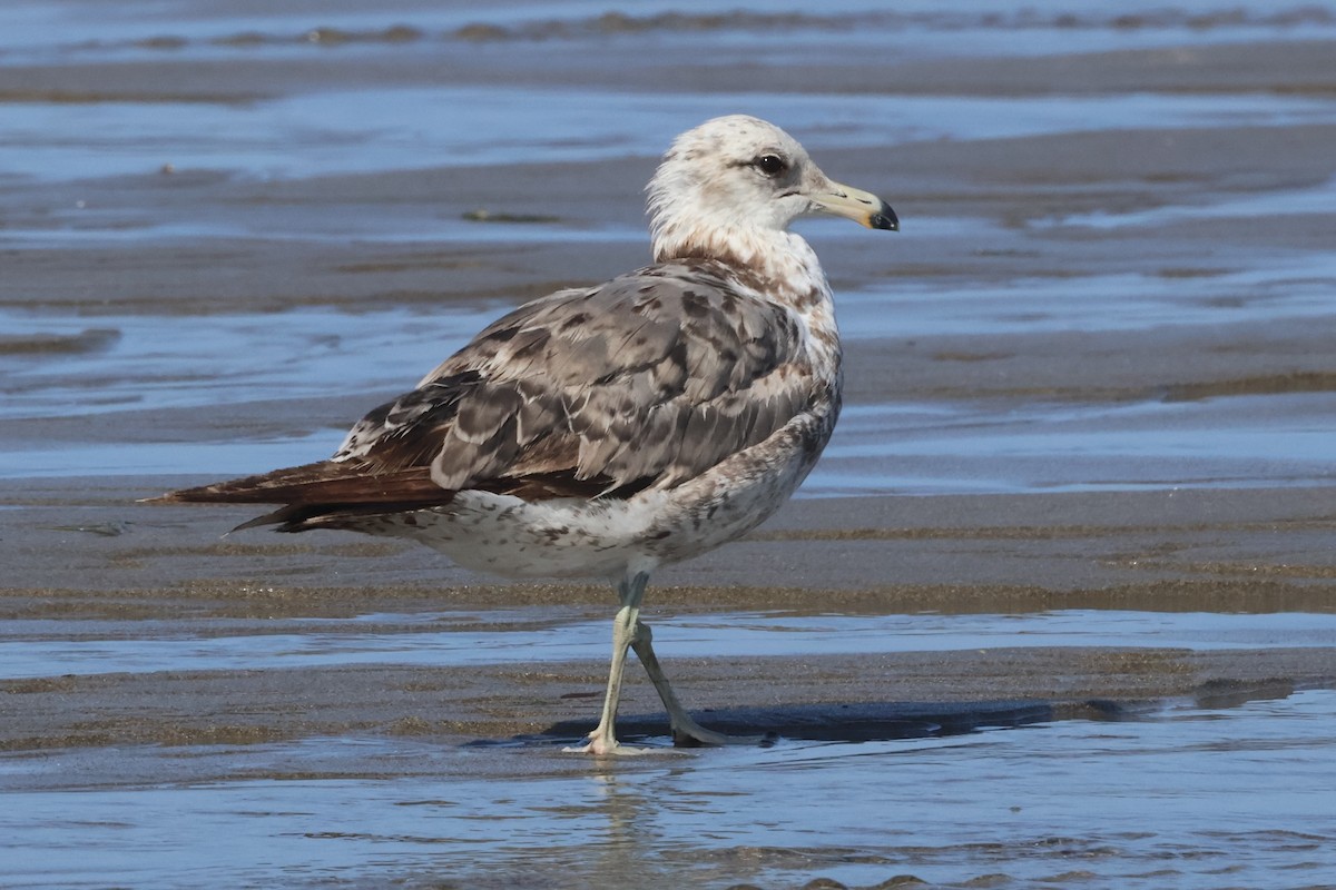 California Gull (californicus) - ML637757048
