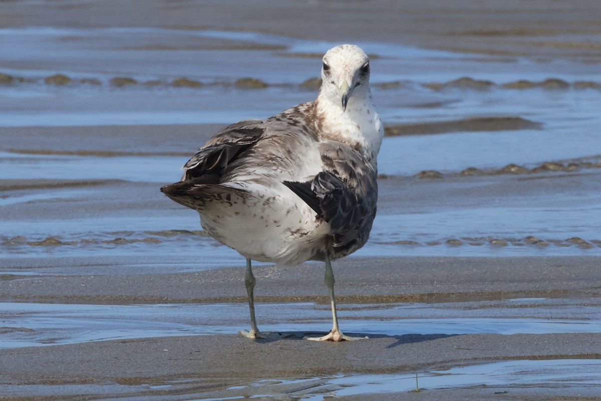 California Gull (californicus) - ML637757050