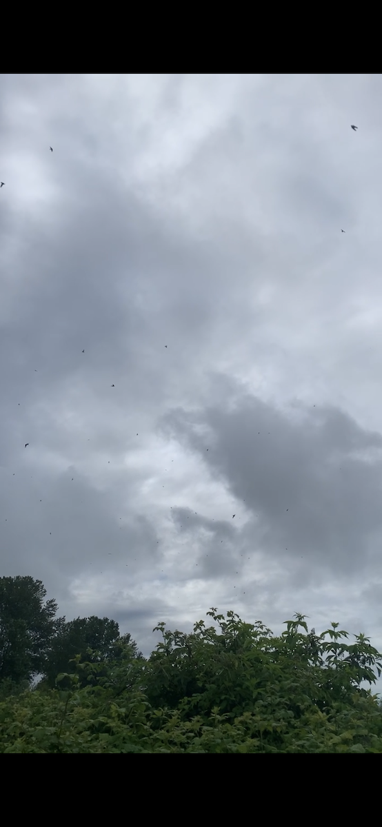 swallow sp. - ML637757051