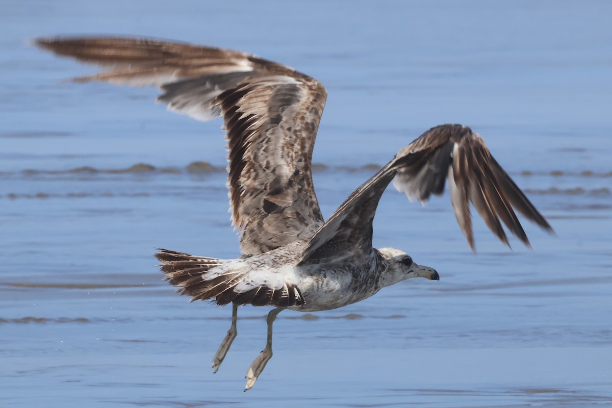 California Gull (californicus) - ML637757052