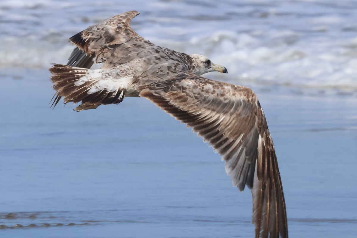 California Gull (californicus) - ML637757054